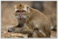 macaque (5)